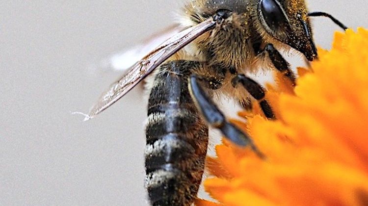 ABEILLES NOIRES – Repeuplement en vue dans les Landes de Gascogne